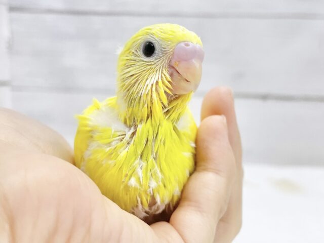 フレッシュイエロー⭐️✨セキセイインコ（イエローダブルファクター）