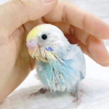 キラキラ✨レモンソーダ🍋セキセイインコ（パステルレインボースパングル）