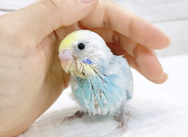 キラキラ✨レモンソーダ🍋セキセイインコ（パステルレインボースパングル）
