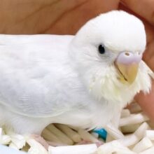すみれカラー🔮セキセイインコ（ライラック）