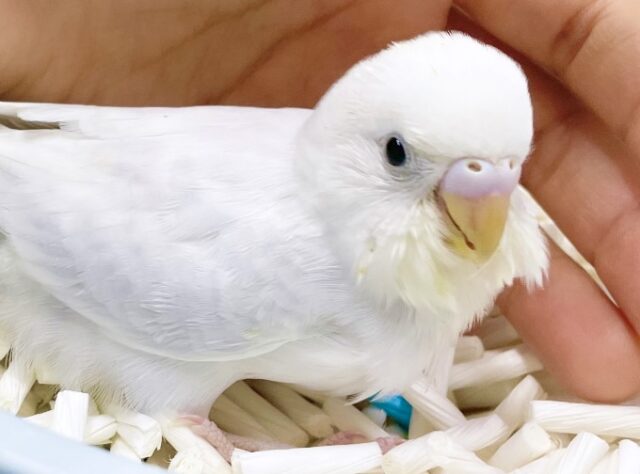 すみれカラー🔮セキセイインコ（ライラック）