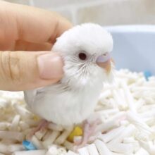 真っ白ちゃん⛄️セキセイインコ（アルビノ）