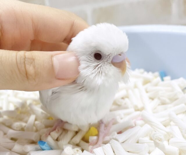 真っ白ちゃん⛄️セキセイインコ（アルビノ）