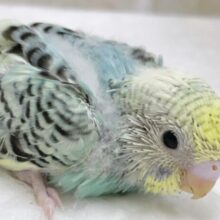 美し模様🌈セキセイインコ（レインボーパイド）