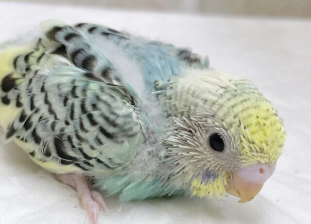 美し模様🌈セキセイインコ（レインボーパイド）