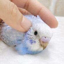 定番水色カラー🛁🩵セキセイインコ（ブルースパングル）