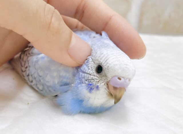 定番水色カラー🛁🩵セキセイインコ（ブルースパングル）