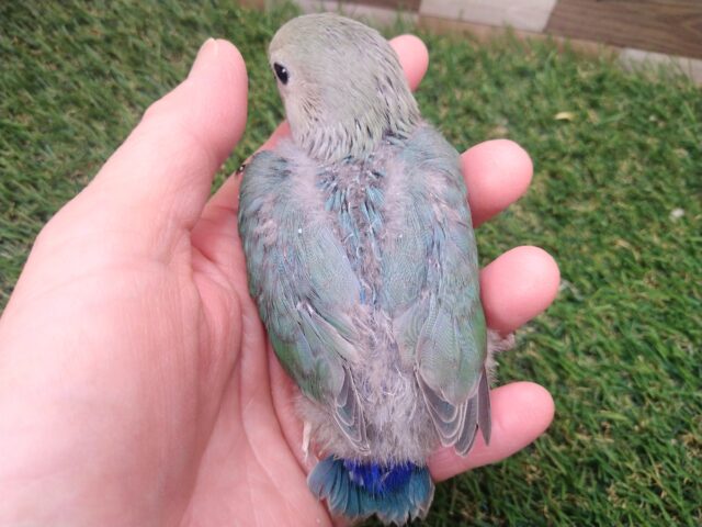 コザクラインコ（小桜インコ）