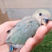淡緑の美形貴公子登場🟢コザクラインコブルーチェリー