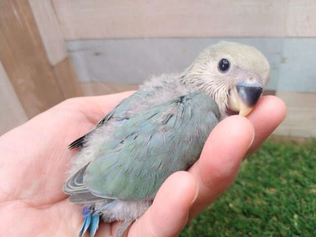 淡緑の美形貴公子登場🟢コザクラインコブルーチェリー