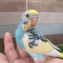 夏空の様な爽やかセキセイさんが来ましたよ〜
