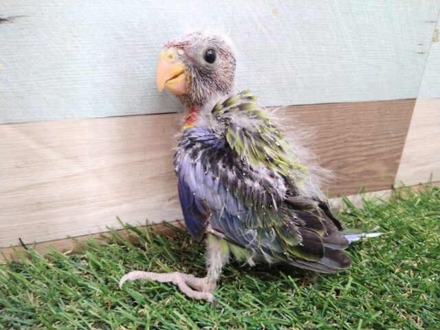 ナナクサインコ（七草インコ）