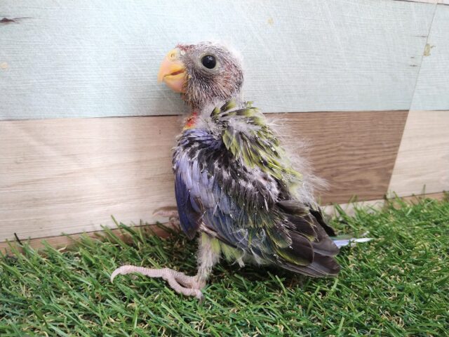 激レア‼️BIGヒナちゃん👶ナナクサインコさん来ました〜