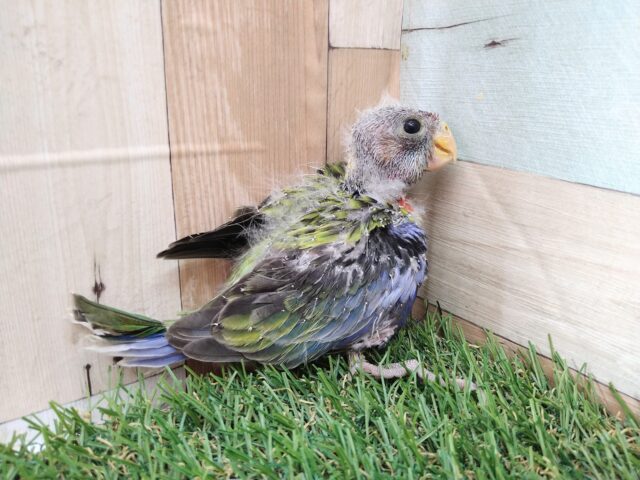 ナナクサインコ（七草インコ）