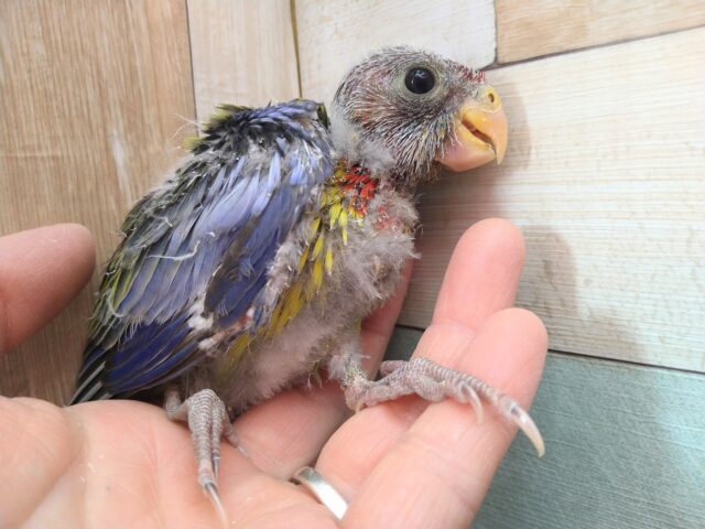 ナナクサインコ（七草インコ）