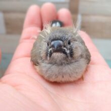 かなりレアです‼️ムッとしたお顔が可愛すぎます！ジャンボキンカ鳥ヒナ〜