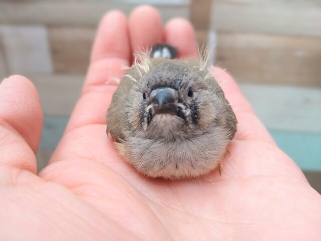 かなりレアです‼️ムッとしたお顔が可愛すぎます！ジャンボキンカ鳥ヒナ〜
