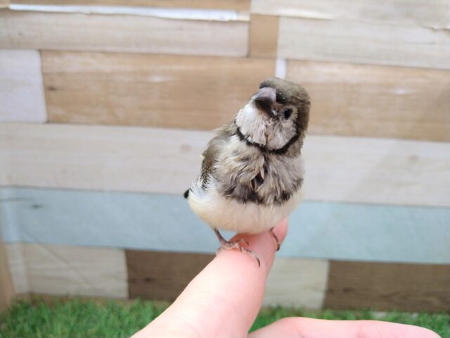 カノコスズメ