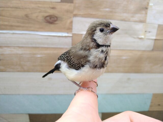 カノコスズメ