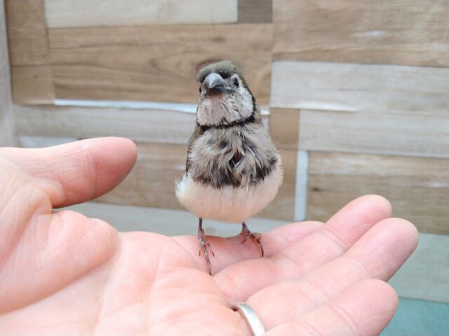 カノコスズメ