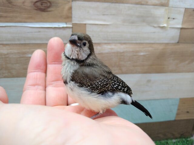 カノコスズメ