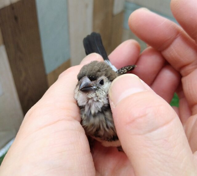カノコスズメ