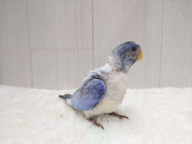 キキョウインコ（桔梗インコ）