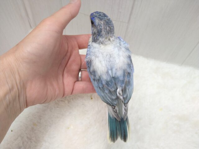 キキョウインコ（桔梗インコ）