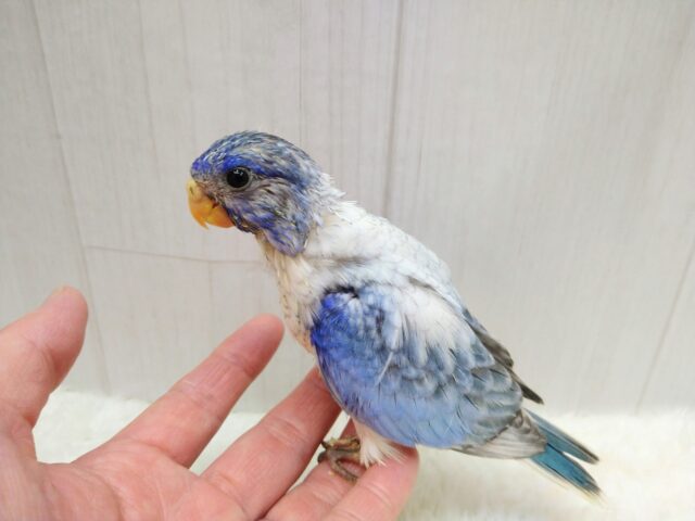 青と白のグラデーションが素敵です！キキョウインコさん来ましたよ〜