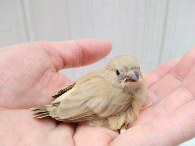 錦花鳥（キンカチョウ）