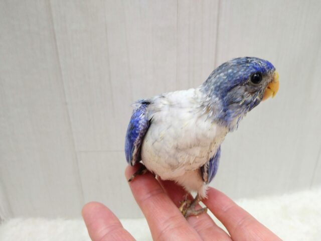 キキョウインコ（桔梗インコ）
