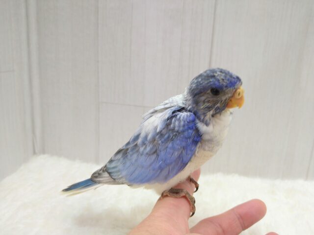 キキョウインコ（桔梗インコ）