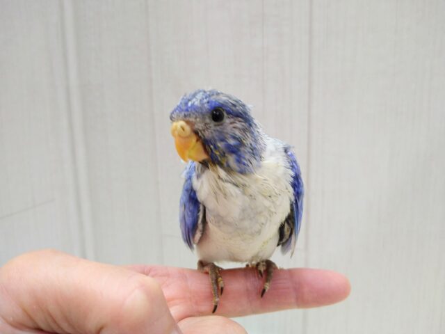 キキョウインコ（桔梗インコ）
