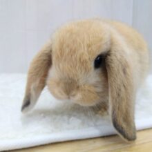 まん丸お顔の3頭身！ホーランドロップイヤーラビットさん来ました〜
