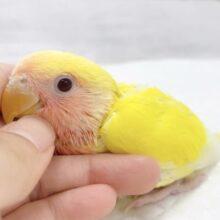 ビタミンイエロー🍋😊コザクラインコ（ルチノーこん）