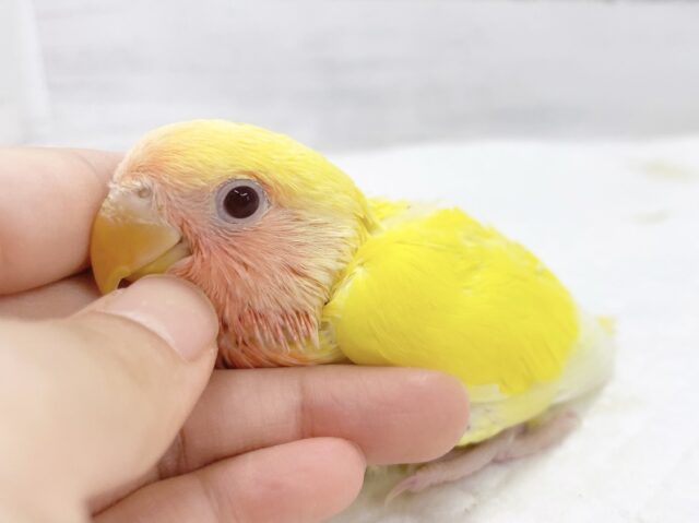 ビタミンイエロー🍋😊コザクラインコ（ルチノーこん）