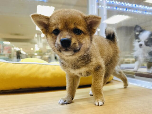 柴犬