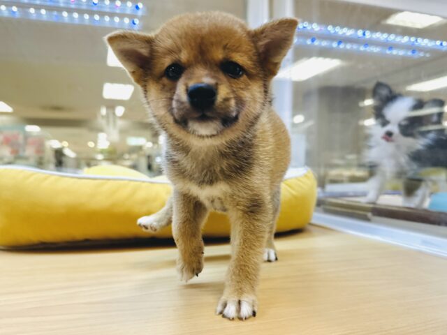 柴犬