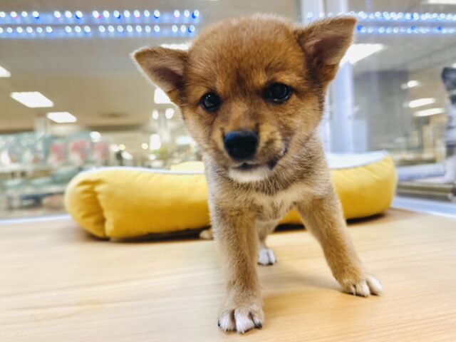 柴犬