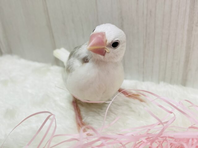 白文鳥