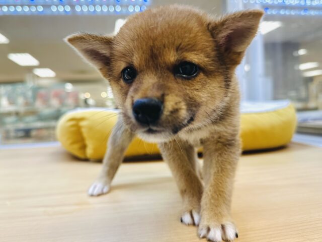 柴犬