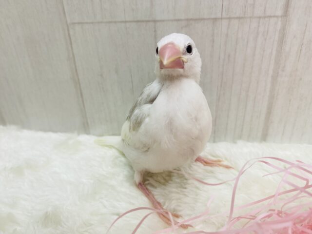 白文鳥