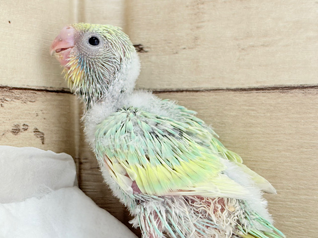 しゅわしゅわ弾ける🫧メロンソーダ🥤🍬セキセイインコ(パステルカラーレインボー) ヒナ