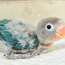 おめめくりくり‪☆紺碧ブルー💙ブルーボタンインコ ヒナ
