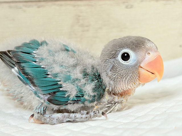 おめめくりくり‪☆紺碧ブルー💙ブルーボタンインコ ヒナ