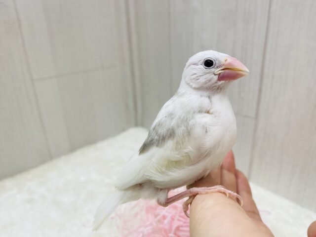 白文鳥