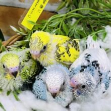 夏の大大大スペシャルフェア♡