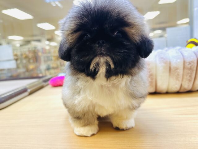 ペキニーズ