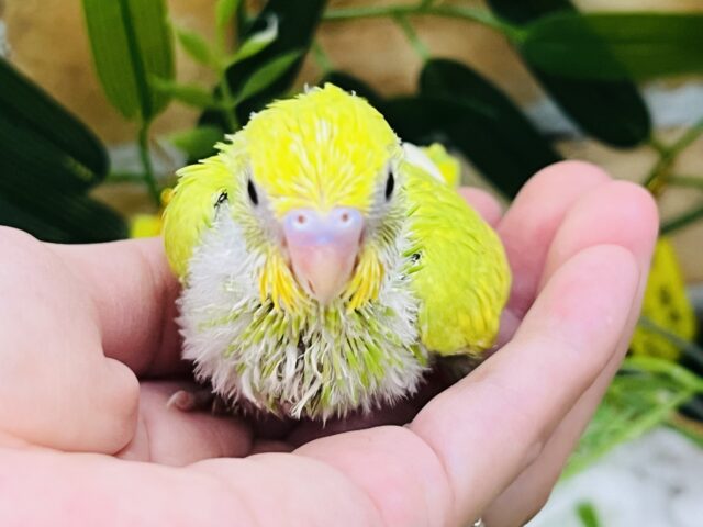 セキセイインコ
