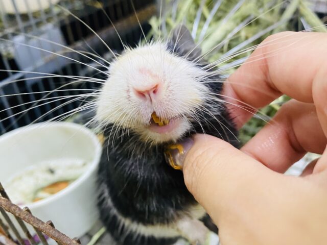 デグー